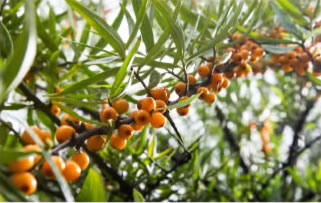 鹿歡喜官網(wǎng)